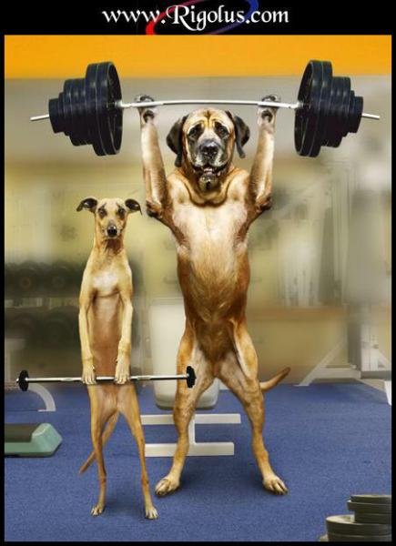 sont super mimis tous les 2 !